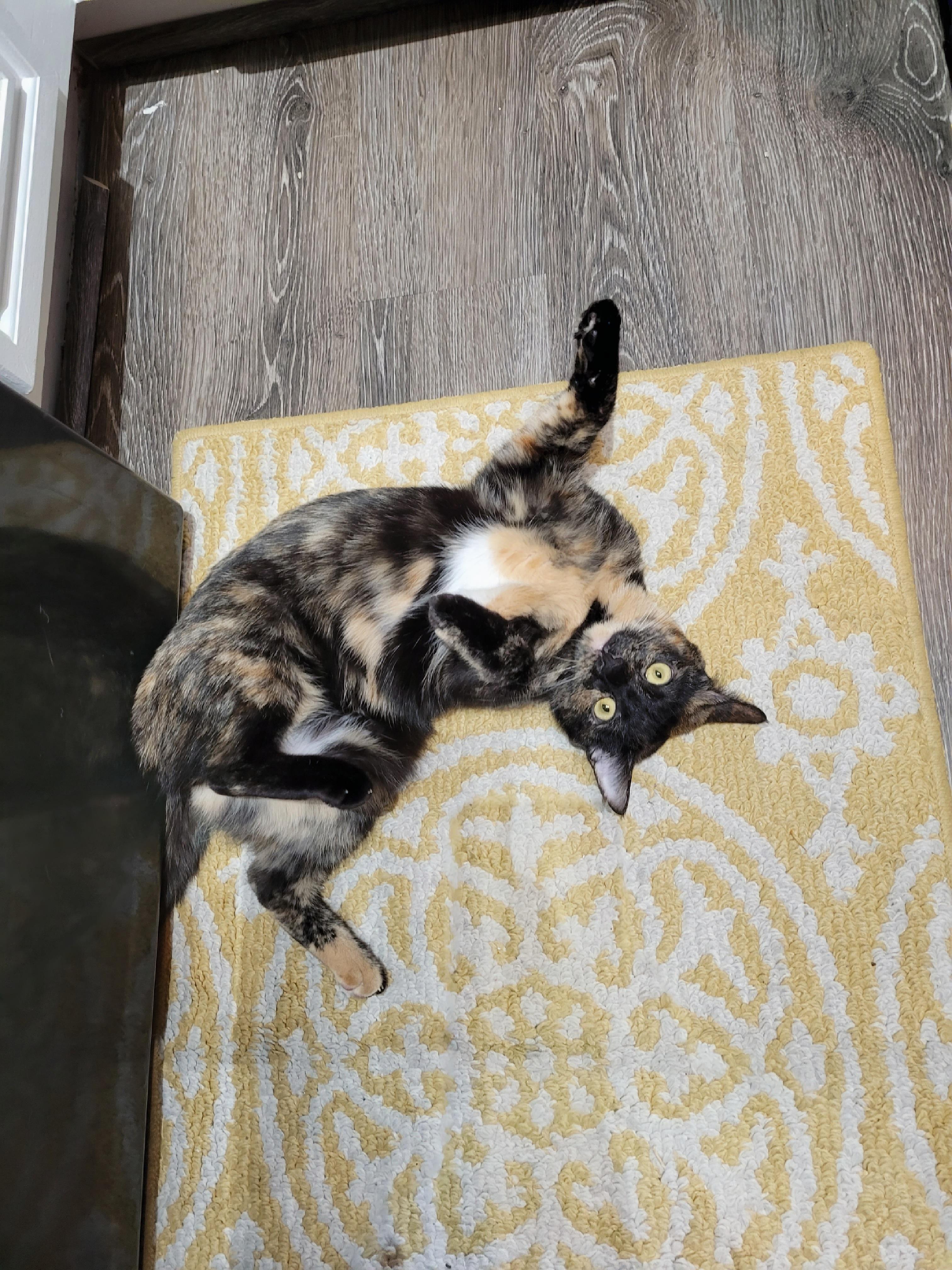 Enlarge Kerillian (and Sienna), a Adoptable mixed breed in Phoenix, AZ image 3/3