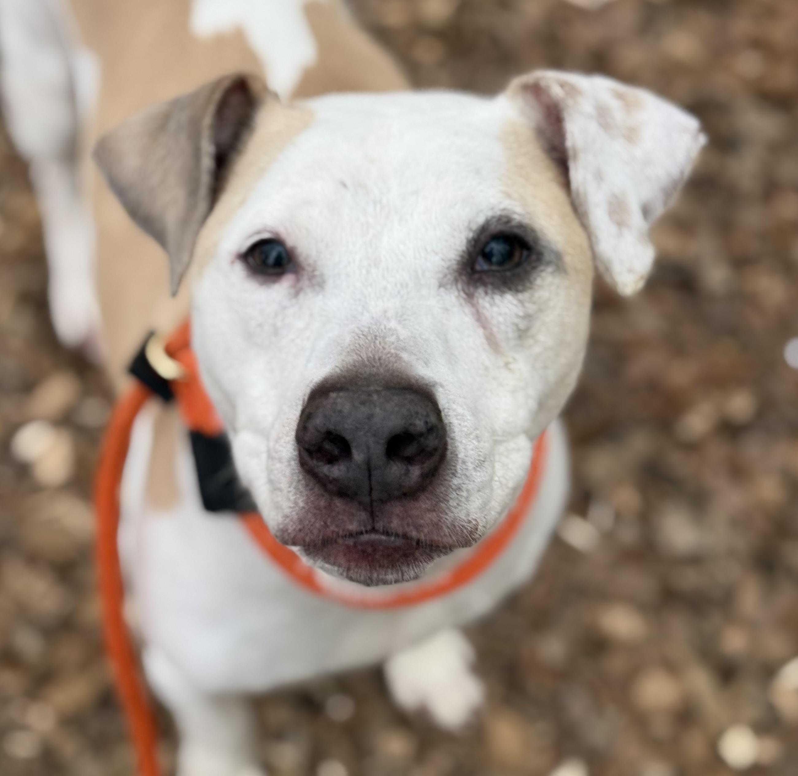 Matisse (ID 46104/956)