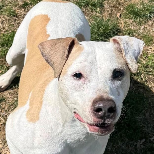 Matisse (ID 46104/956)