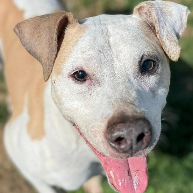 Matisse (ID 46104/956)