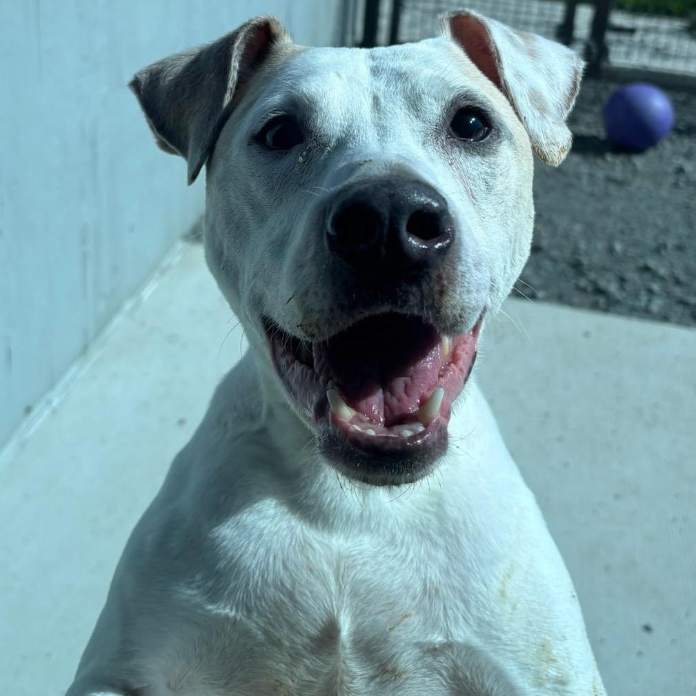 Matisse (ID 46104/956)