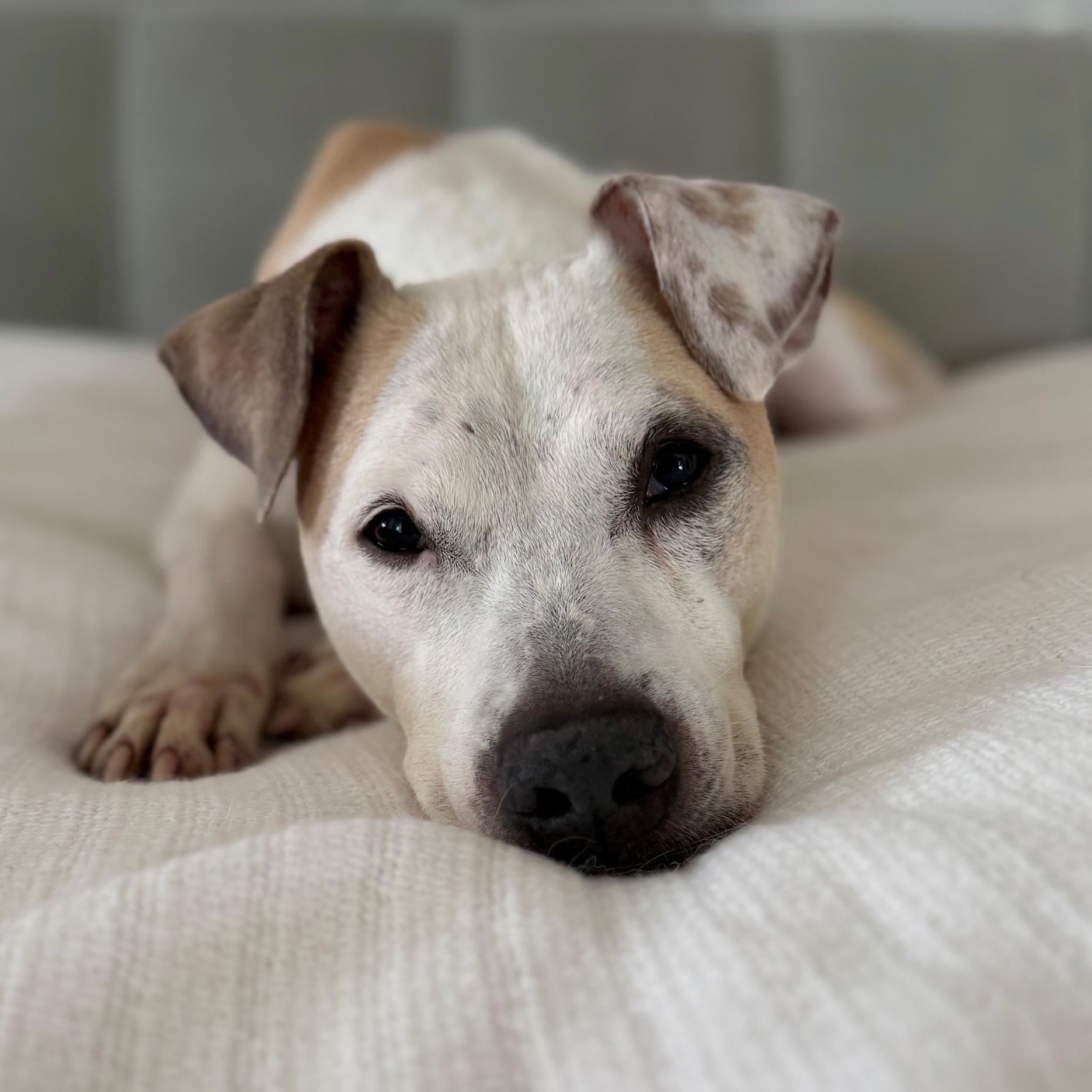 Matisse (ID 46104/956), Adoptable, Adult Male Pit Bull Terrier & Jack Russell Terrier.