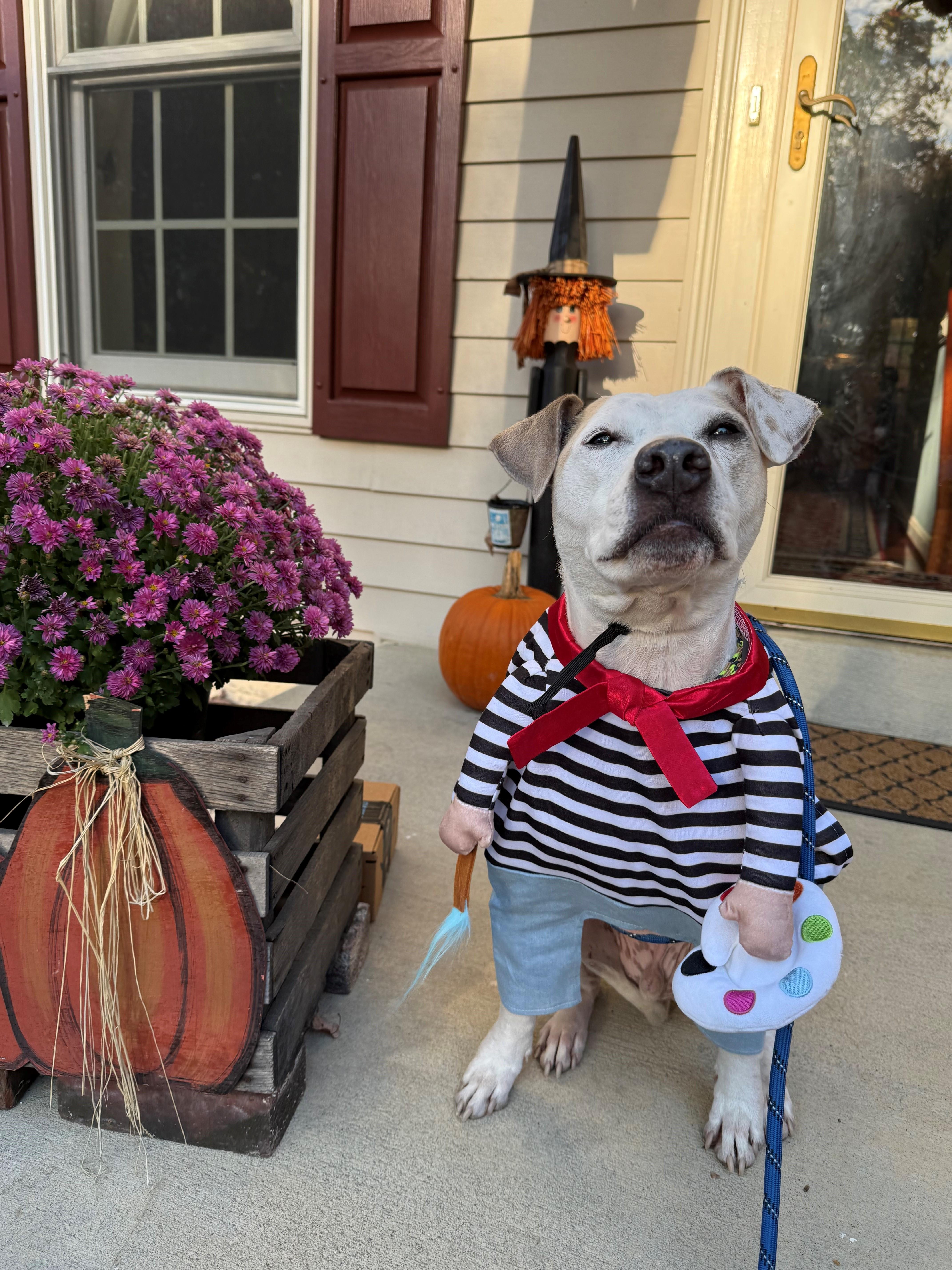 Matisse (ID 46104/956)