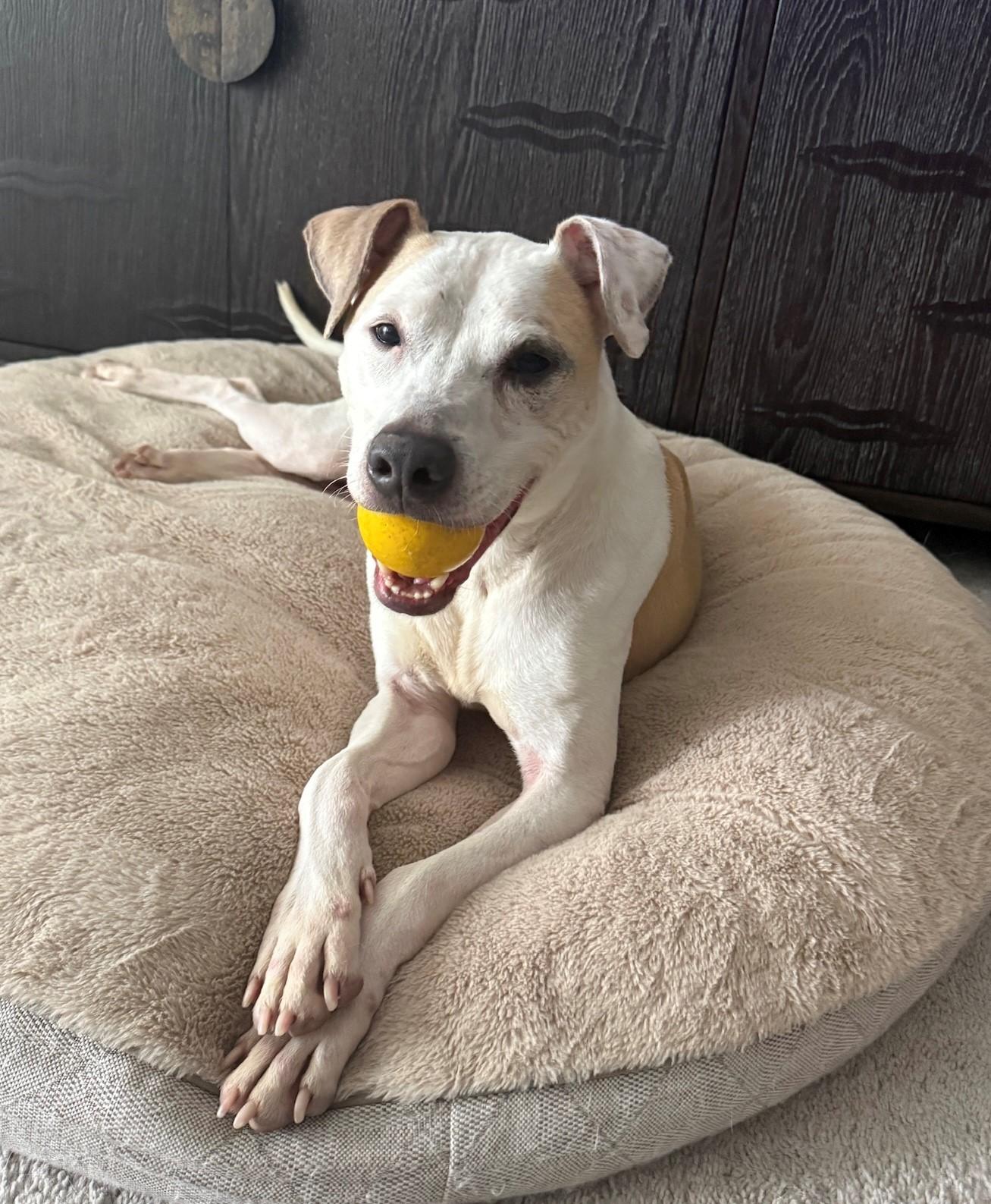 Matisse (ID 46104/956)