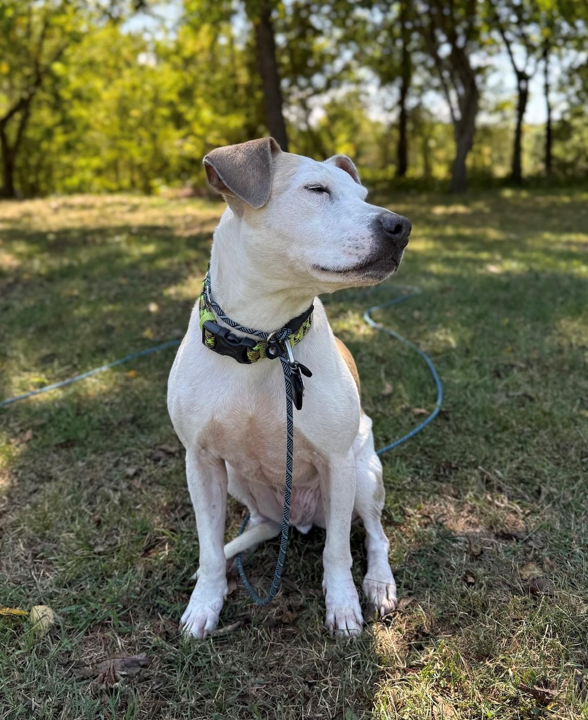 Matisse (ID 46104/956)