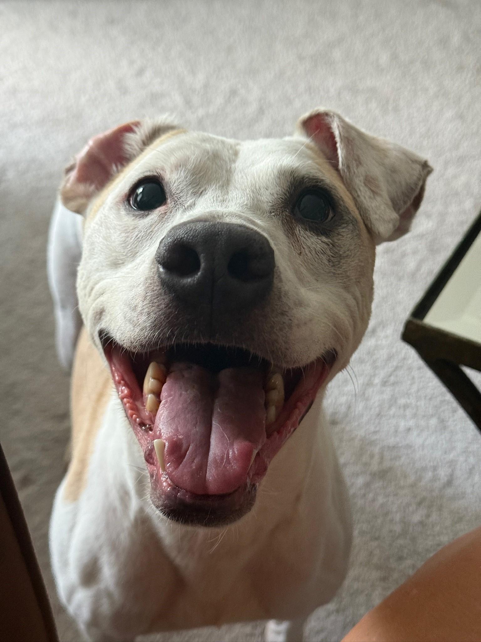 Matisse (ID 46104/956)