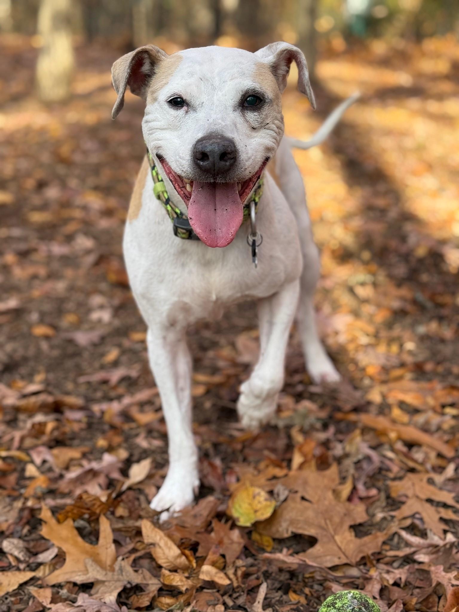 Matisse (ID 46104/956), Adoptable, Adult Male Pit Bull Terrier & Jack Russell Terrier.