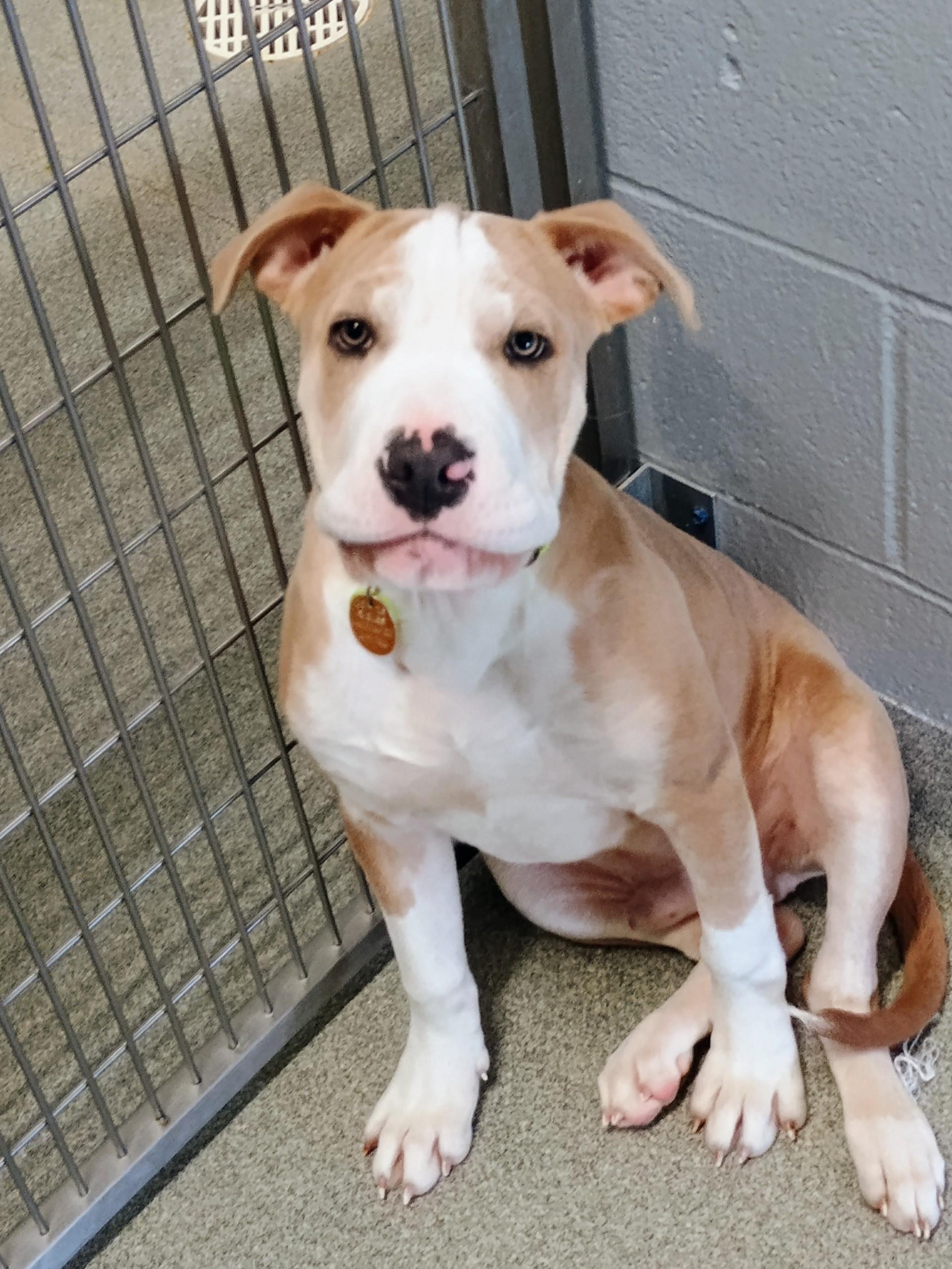 Enlarge Otis, an adopted mixed breed in New Philadelphia, OH image 1/1