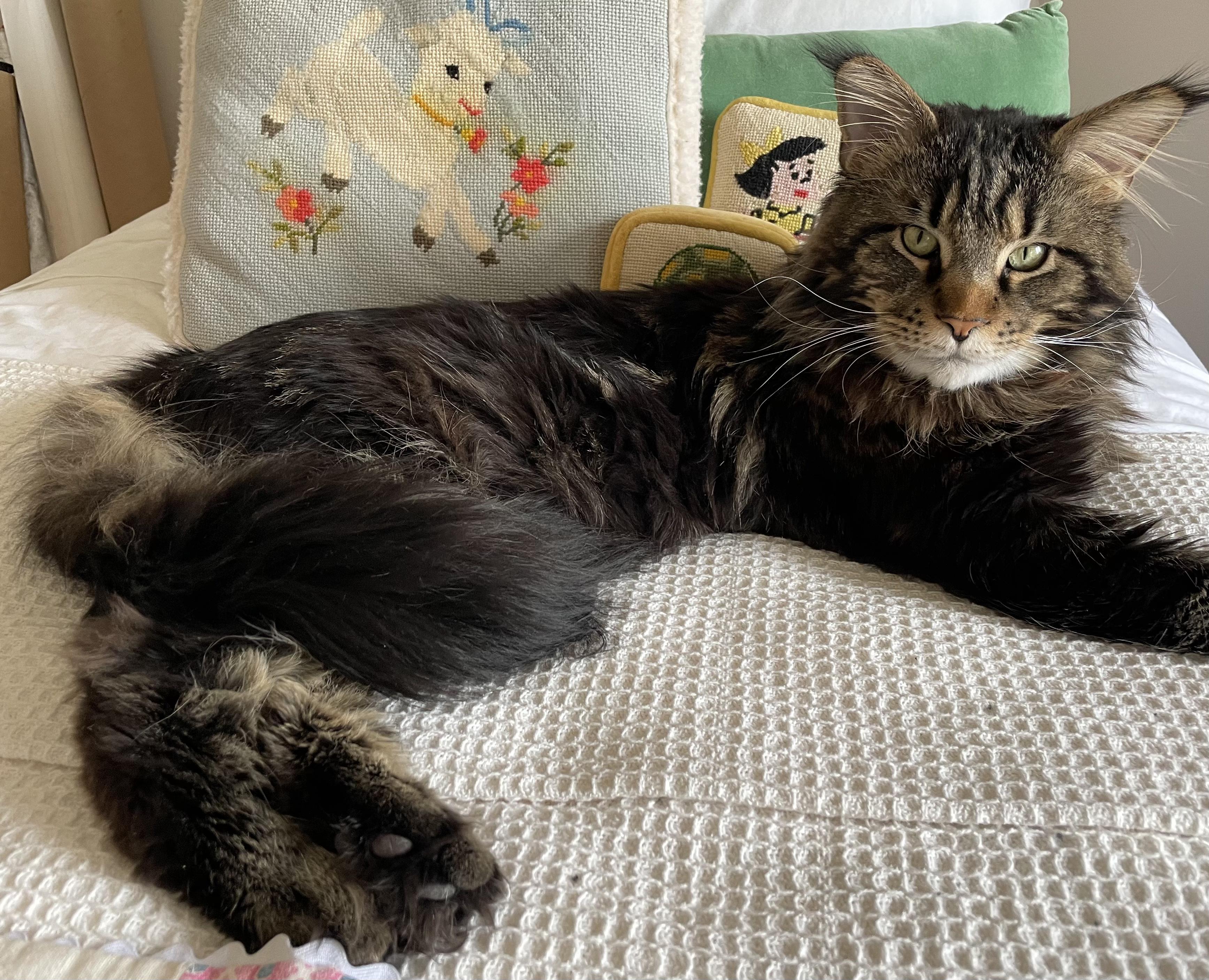 Enlarge MISTER, a ADOPTABLE Maine Coon in Indianapolis, IN image 3/5