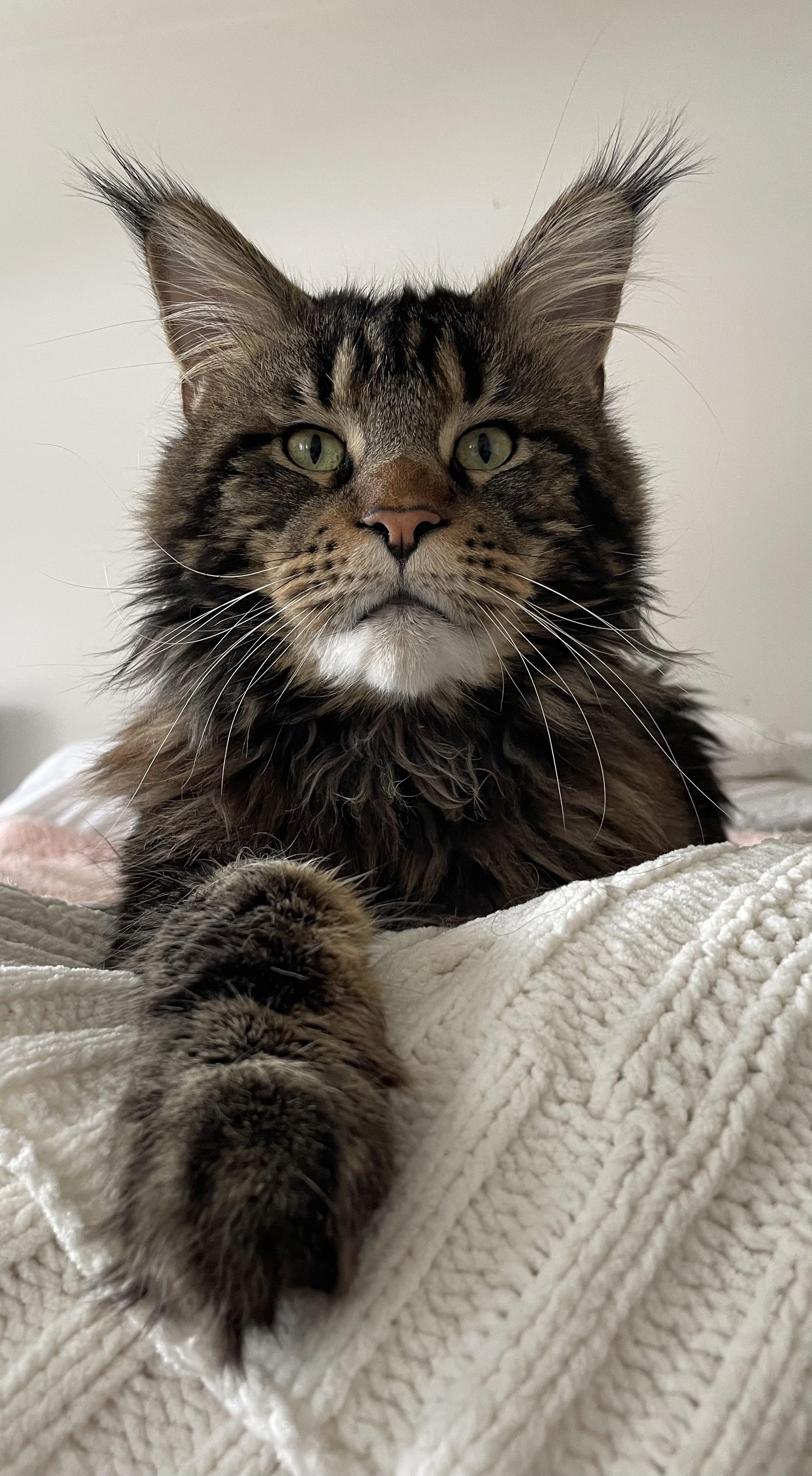 MISTER, ADOPTABLE, Adult Male Maine Coon.