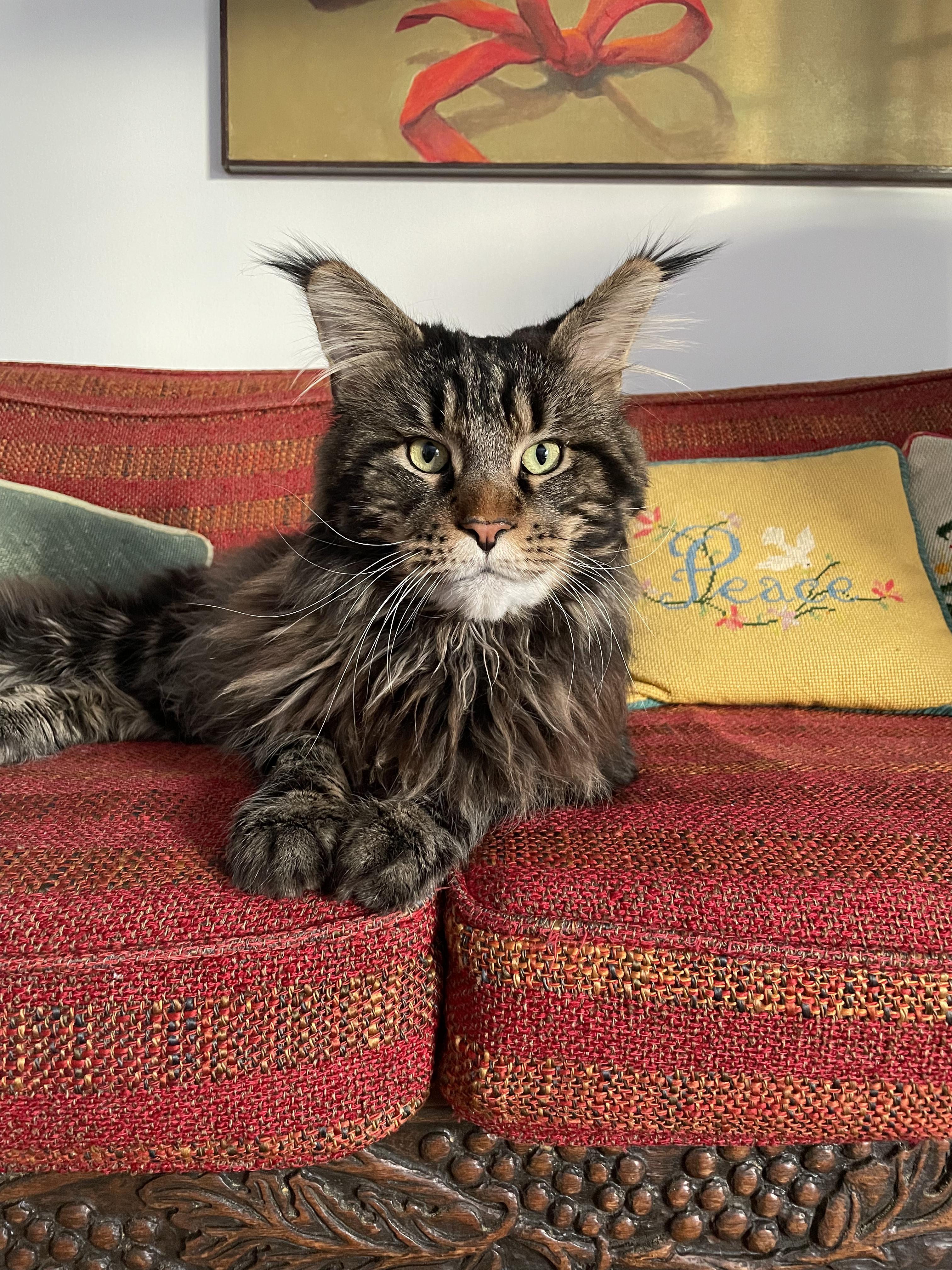 Enlarge MISTER, a ADOPTABLE Maine Coon in Indianapolis, IN image 4/5