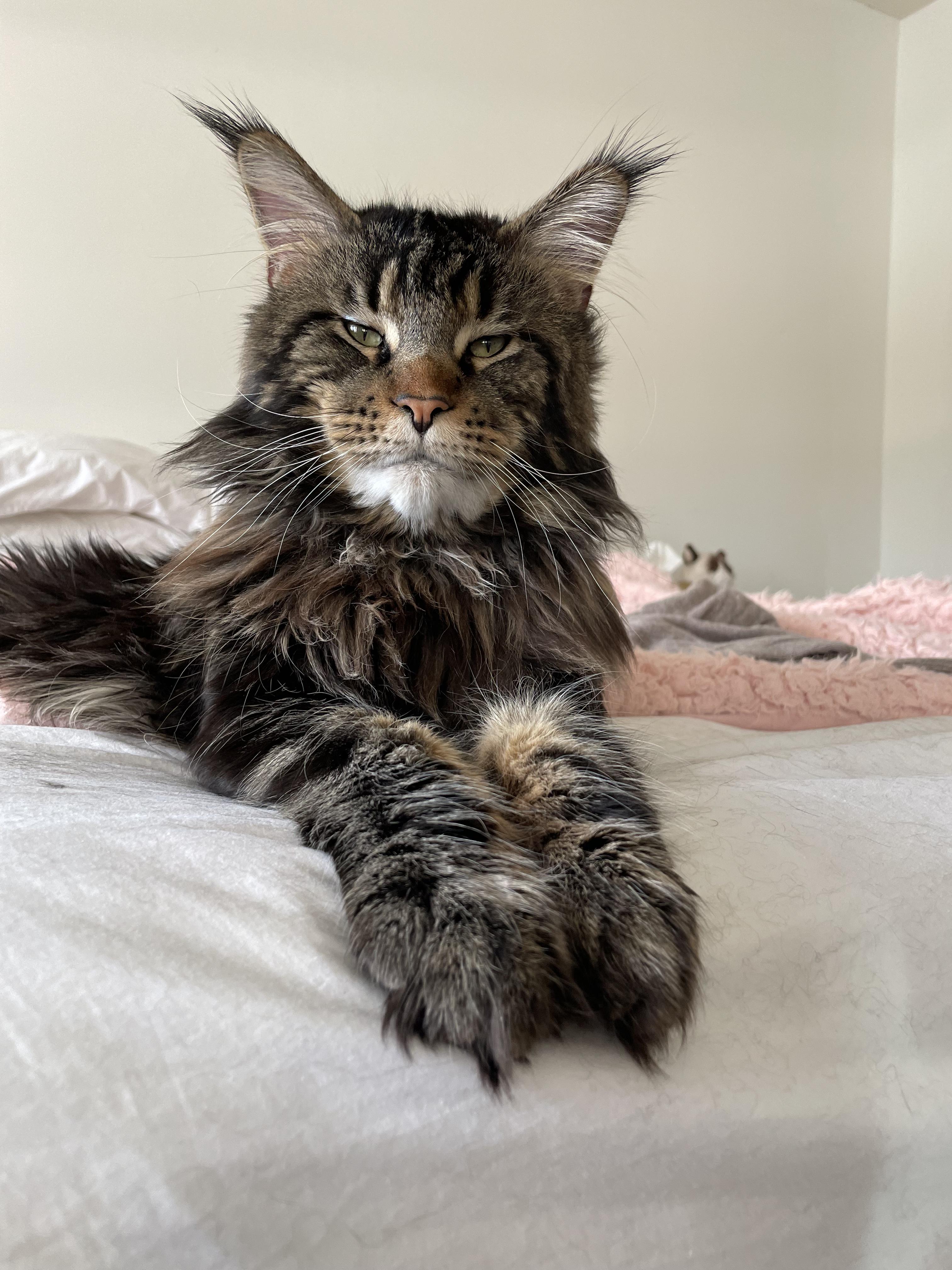 Enlarge MISTER, a ADOPTABLE Maine Coon in Indianapolis, IN image 5/5