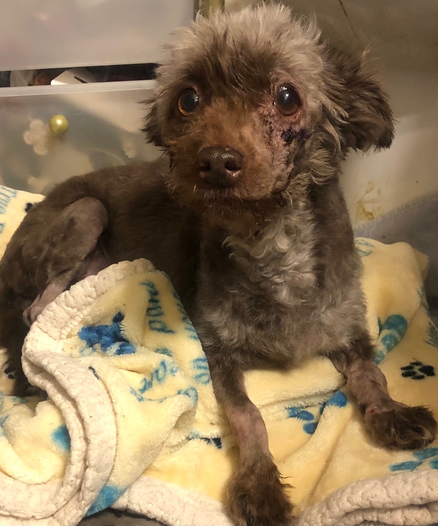 Rigby, Adopted, Adult Female Poodle.