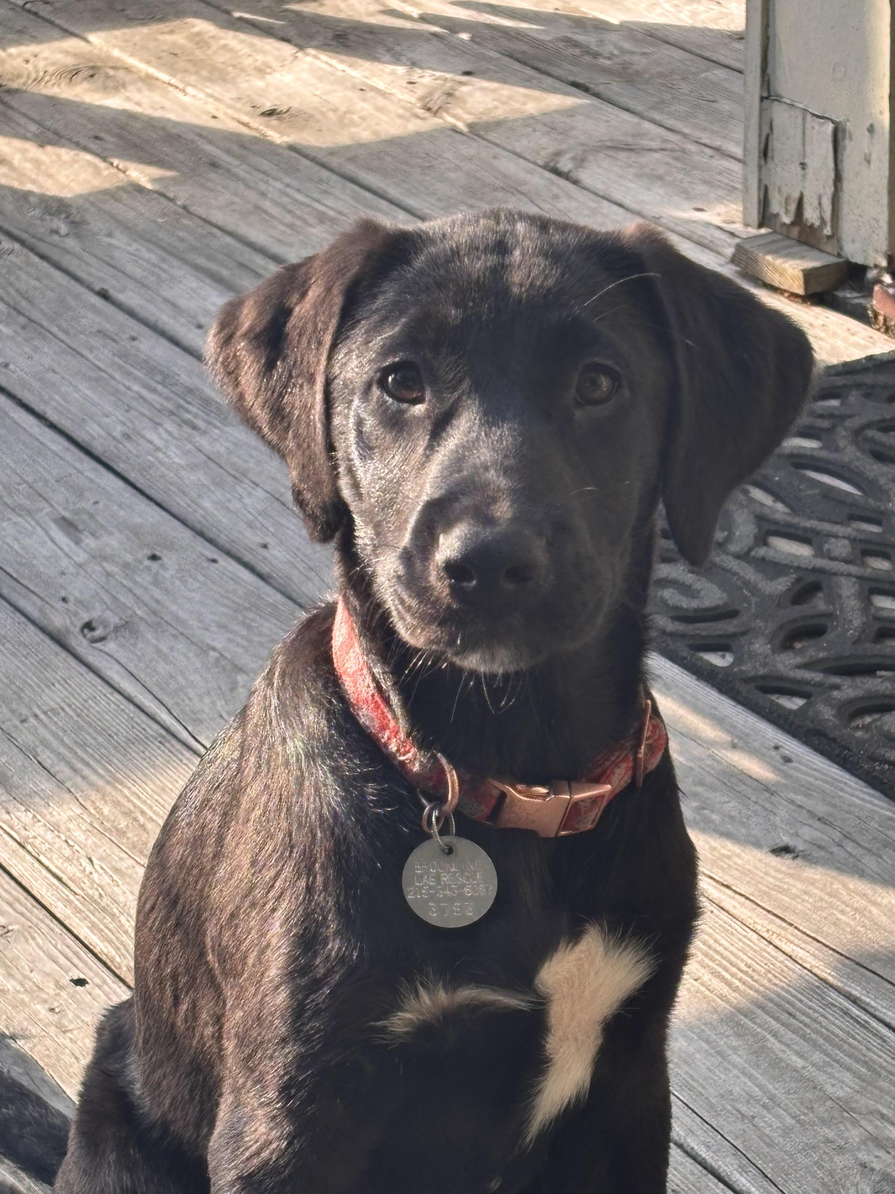 Enlarge Waynette, a ADOPTABLE mixed breed in Warrington, PA image 3/6