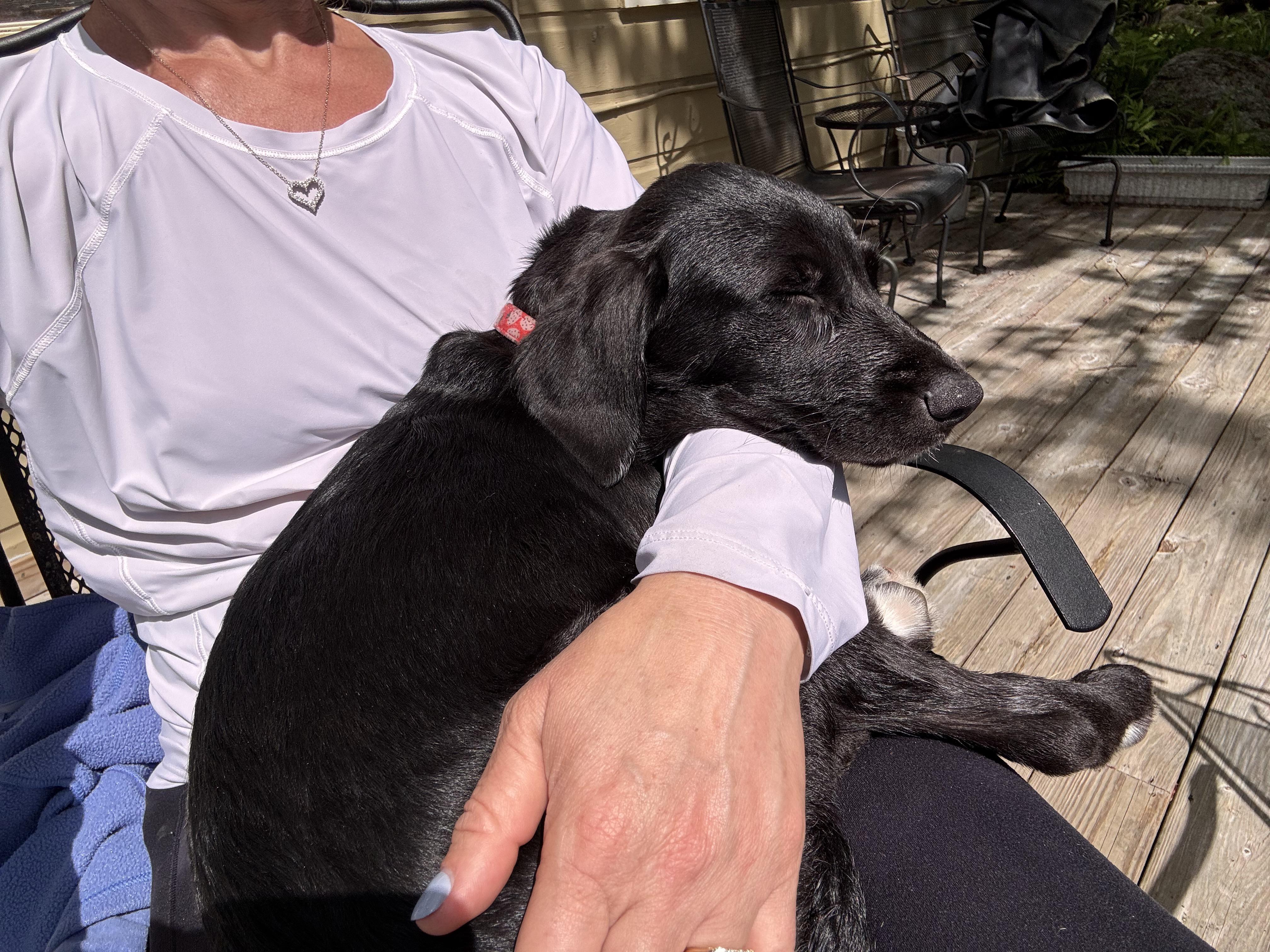 Enlarge Waynette, a ADOPTABLE mixed breed in Warrington, PA image 5/6