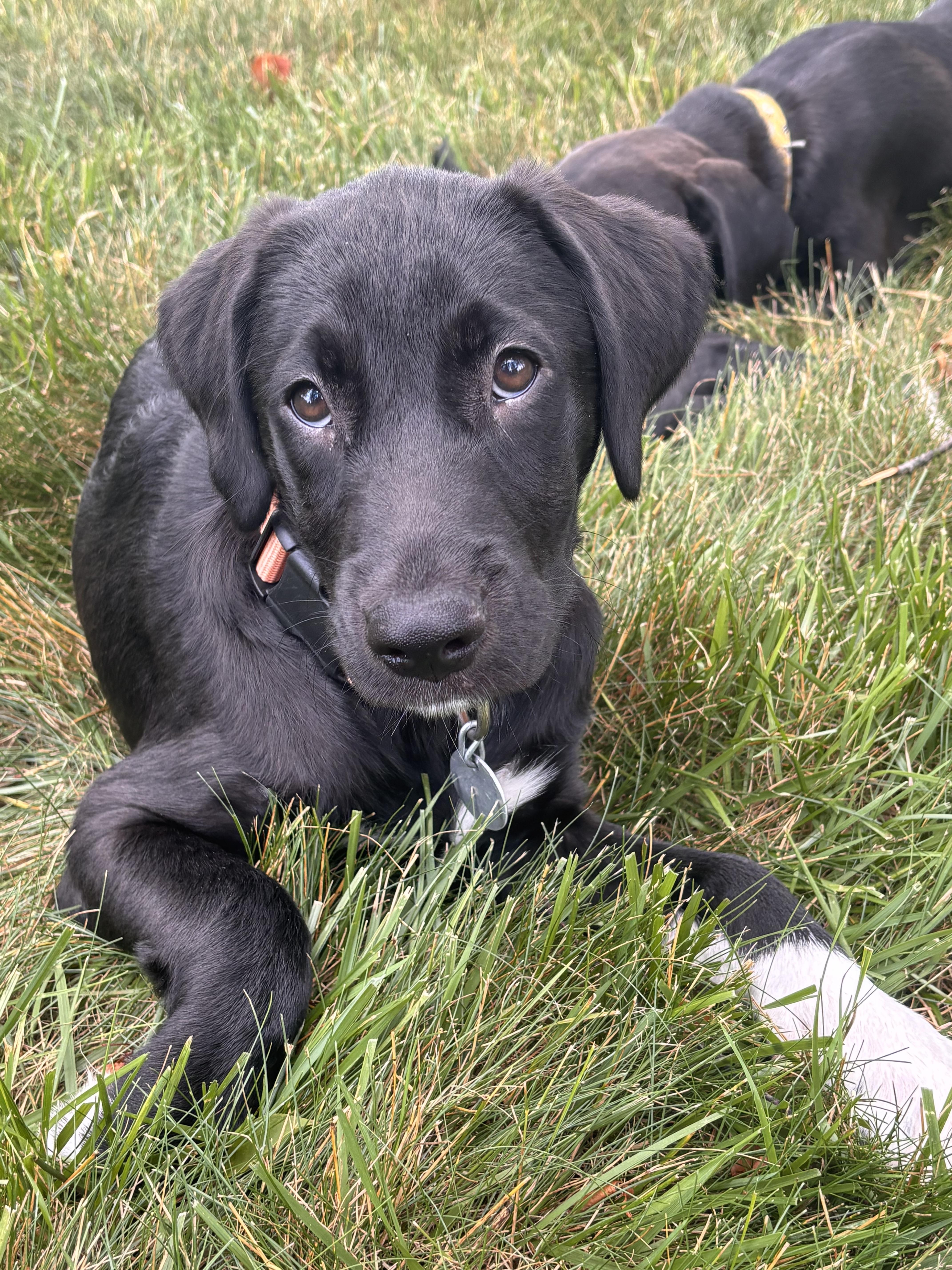 Enlarge Waynette, a ADOPTABLE mixed breed in Warrington, PA image 2/6