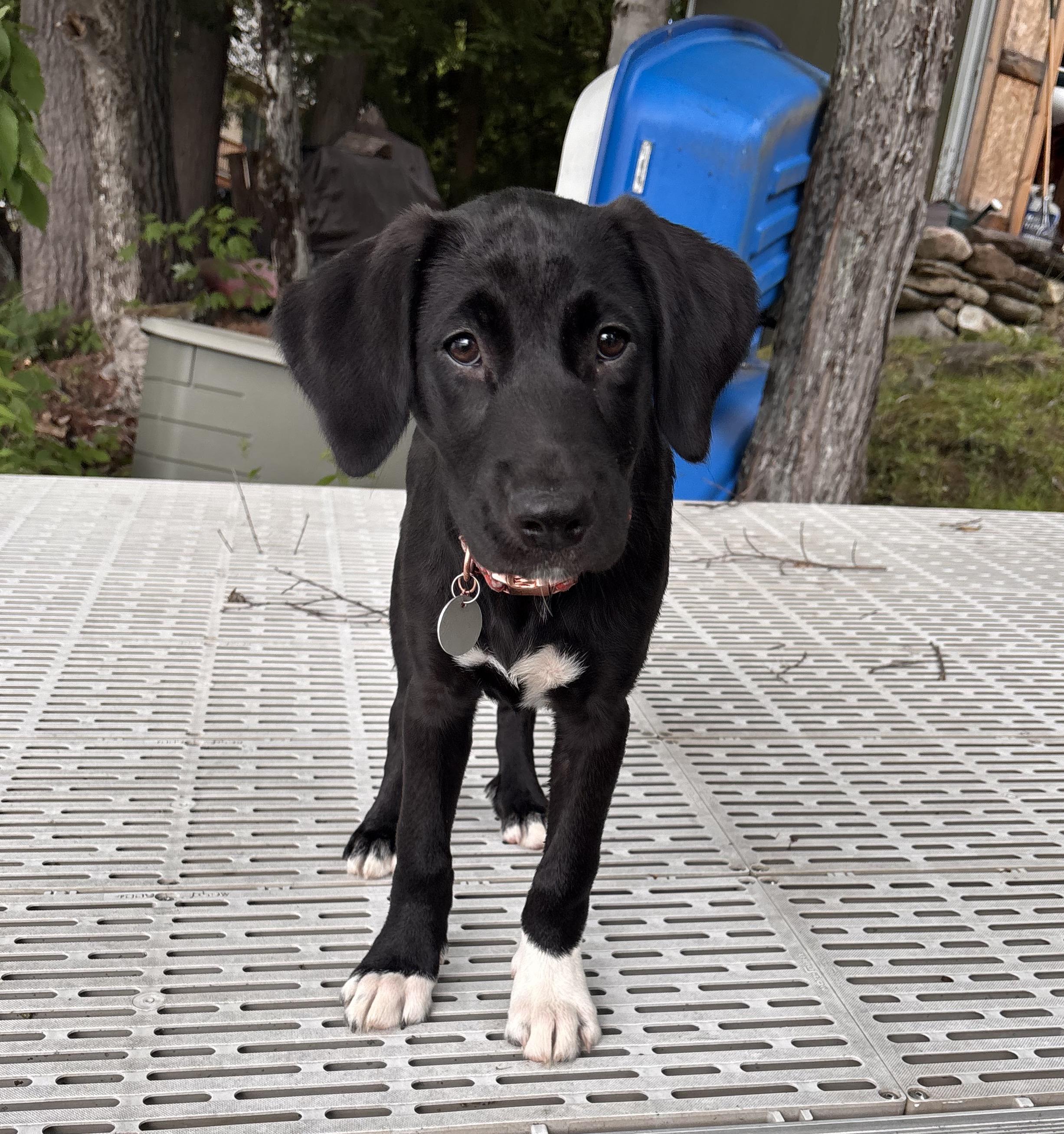 Enlarge Waynette, a ADOPTABLE mixed breed in Warrington, PA image 1/6