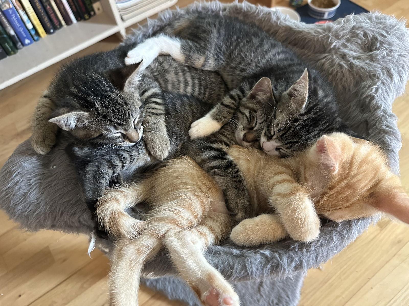 Sugar Flash, Adopted, Kitten Male Domestic Short Hair.