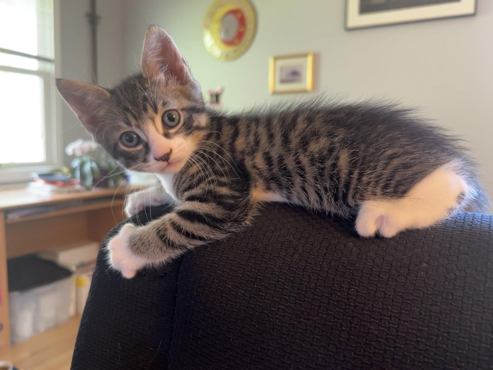 Enlarge Sugar Flash, a Adopted Domestic Short Hair in Trenton, NJ image 2/3