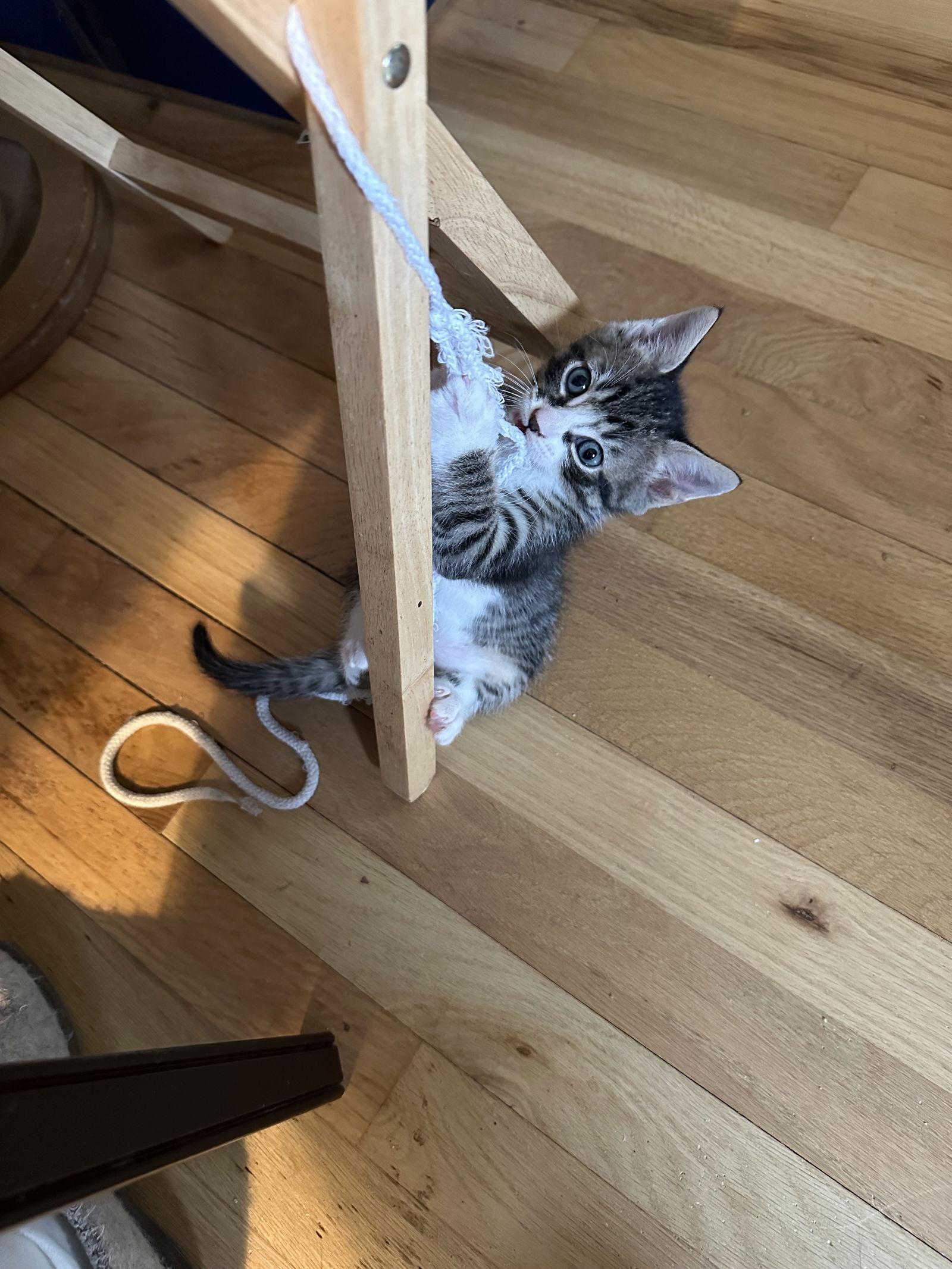 Enlarge Sugar Flash, a Adopted Domestic Short Hair in Trenton, NJ image 3/3