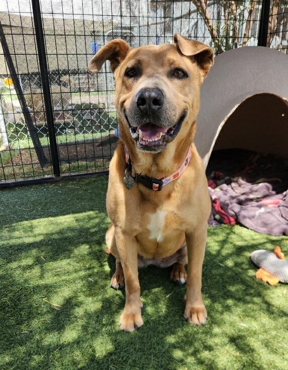 Selene, a Adoptable Mixed Breed in El Paso, TX image 1/6