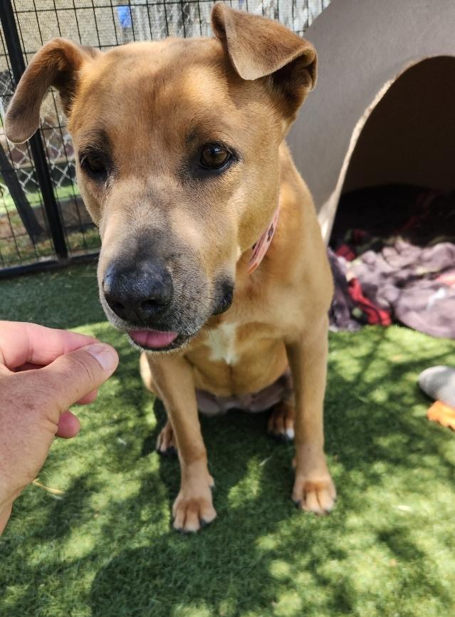 Selene, a Adoptable Mixed Breed in El Paso, TX image 2/6