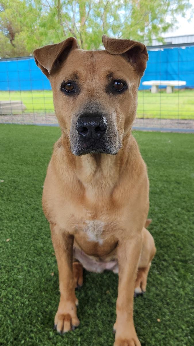 Selene, a Adoptable Mixed Breed in El Paso, TX image 3/6