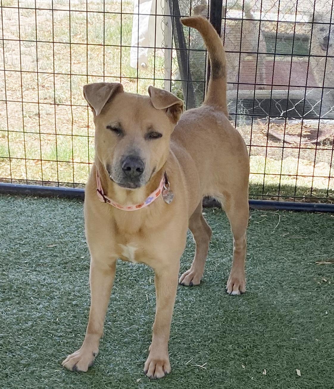 Selene, a Adoptable Mixed Breed in El Paso, TX image 4/6