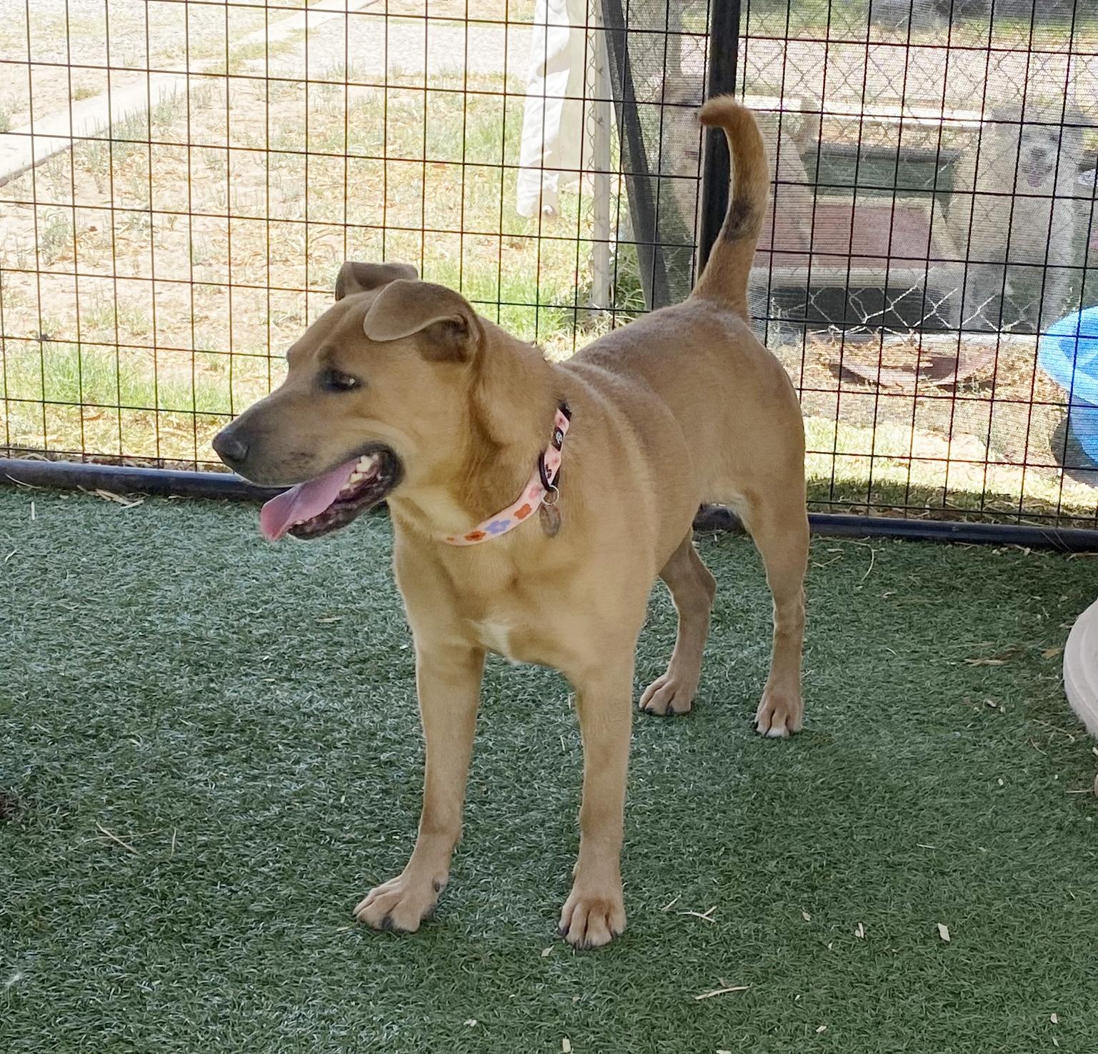 Selene, a Adoptable Mixed Breed in El Paso, TX image 5/6