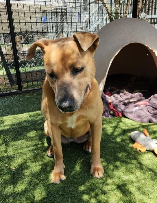Selene, a Adoptable Mixed Breed in El Paso, TX image 6/6