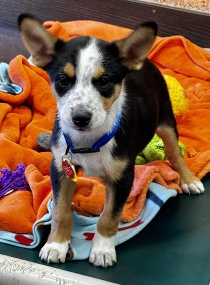 Enlarge Kentucky Gambler, a Adoptable Mixed Breed in Stanwood, WA image 1/1
