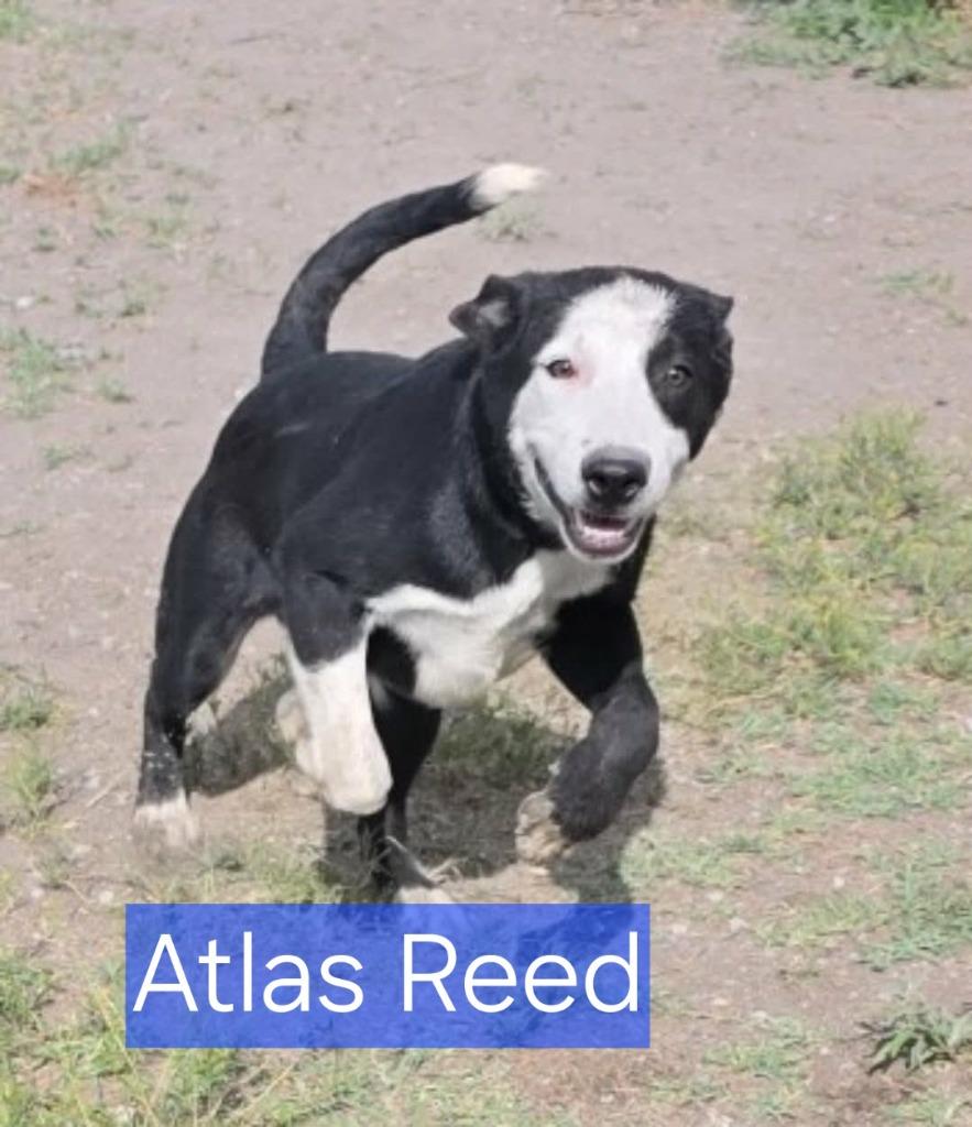 Enlarge Atlas Reed, a Adoptable mixed breed in Fort Stockton, TX image 1/2
