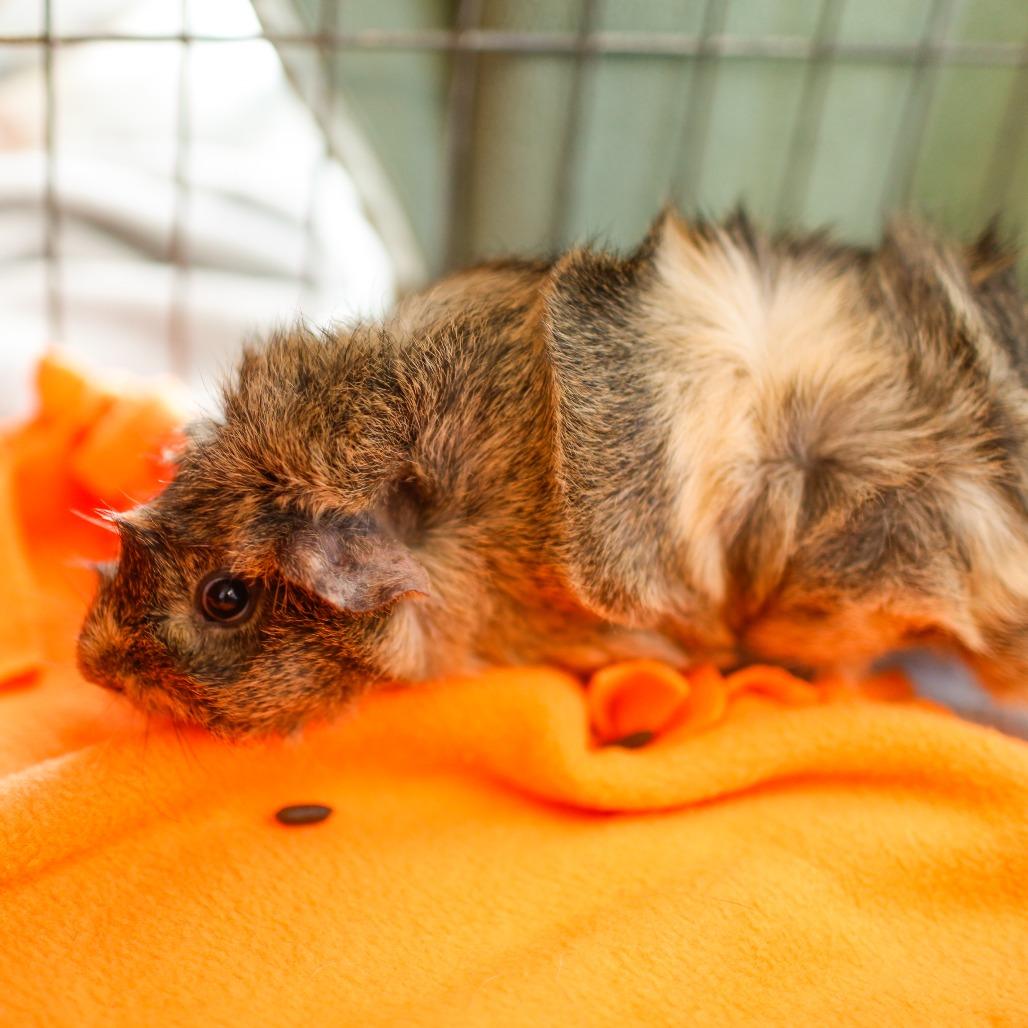Heidi *Trio w/ Phoebe, Mav, Adoptable, Adult Female Guinea Pig.