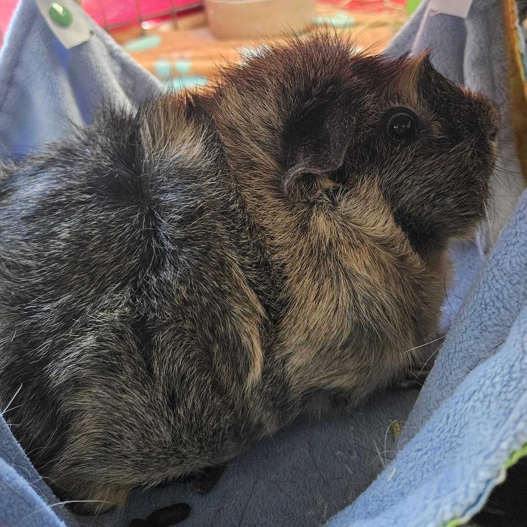 Enlarge Heidi *Trio w/ Phoebe, Mav, a Adoptable Guinea Pig in Dover, NH image 1/2