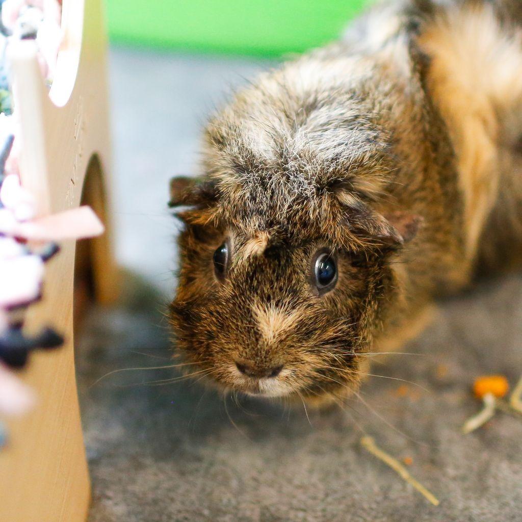 Enlarge Heidi *Trio w/ Phoebe, Mav, a Adoptable Guinea Pig in Dover, NH image 2/4