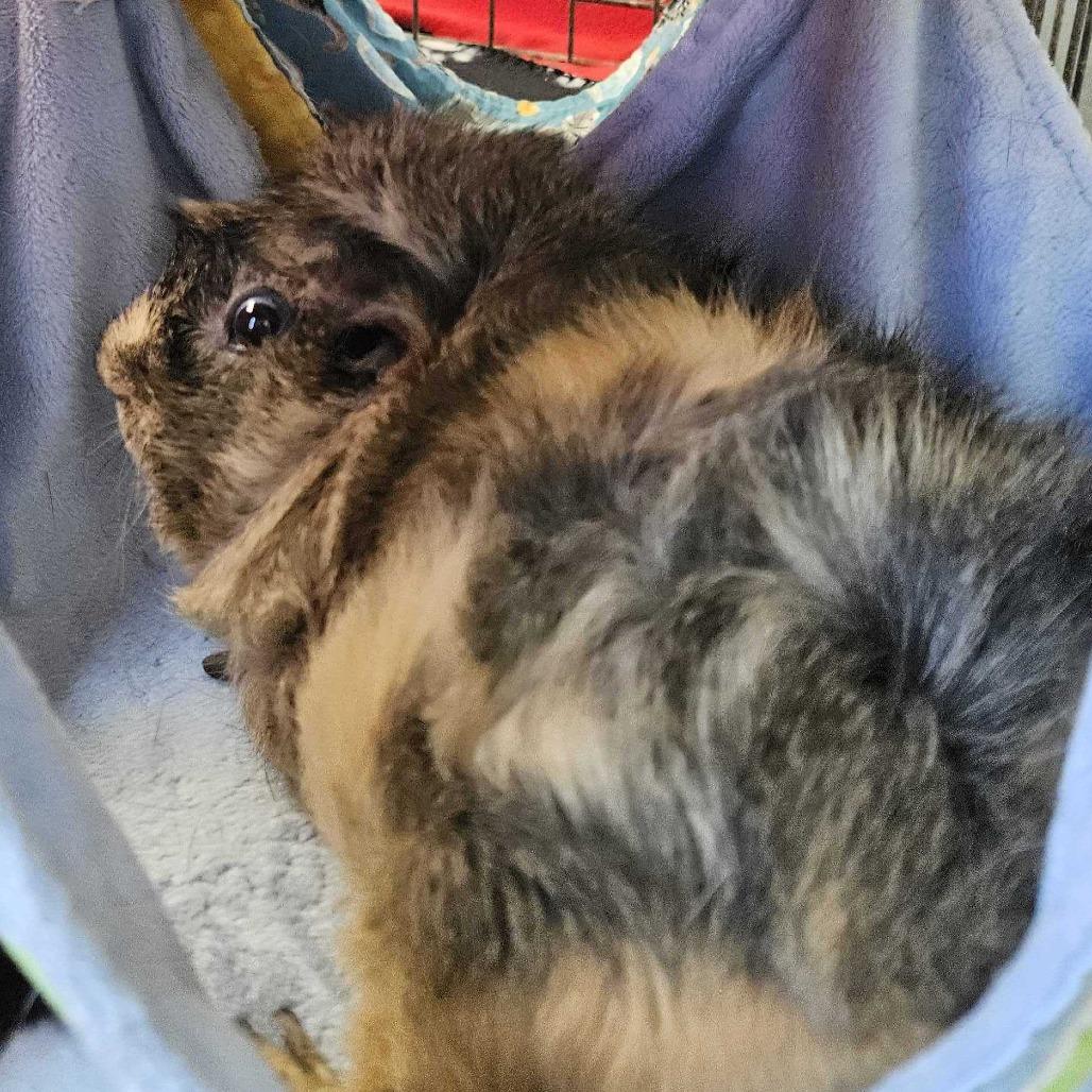 Enlarge Heidi *Trio w/ Phoebe, Mav, a Adoptable Guinea Pig in Dover, NH image 2/2