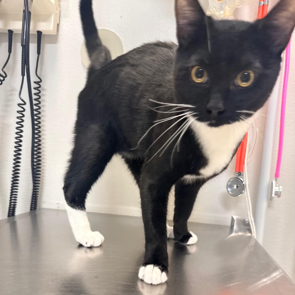 Batman, Adoptable, Young Male Domestic Short Hair.