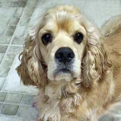 Bodhi, a Adoptable Cocker Spaniel in Arlington, VA image 1/3