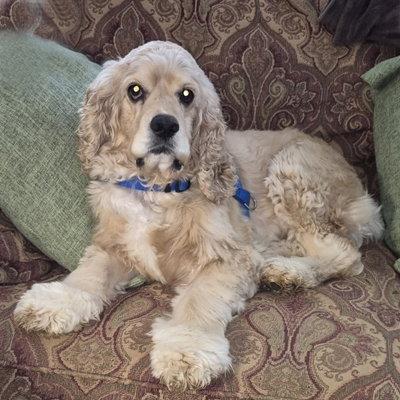 Bodhi, a Adoptable Cocker Spaniel in Arlington, VA image 2/3