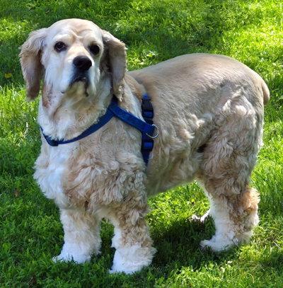 Bodhi, a Adoptable Cocker Spaniel in Arlington, VA image 3/3