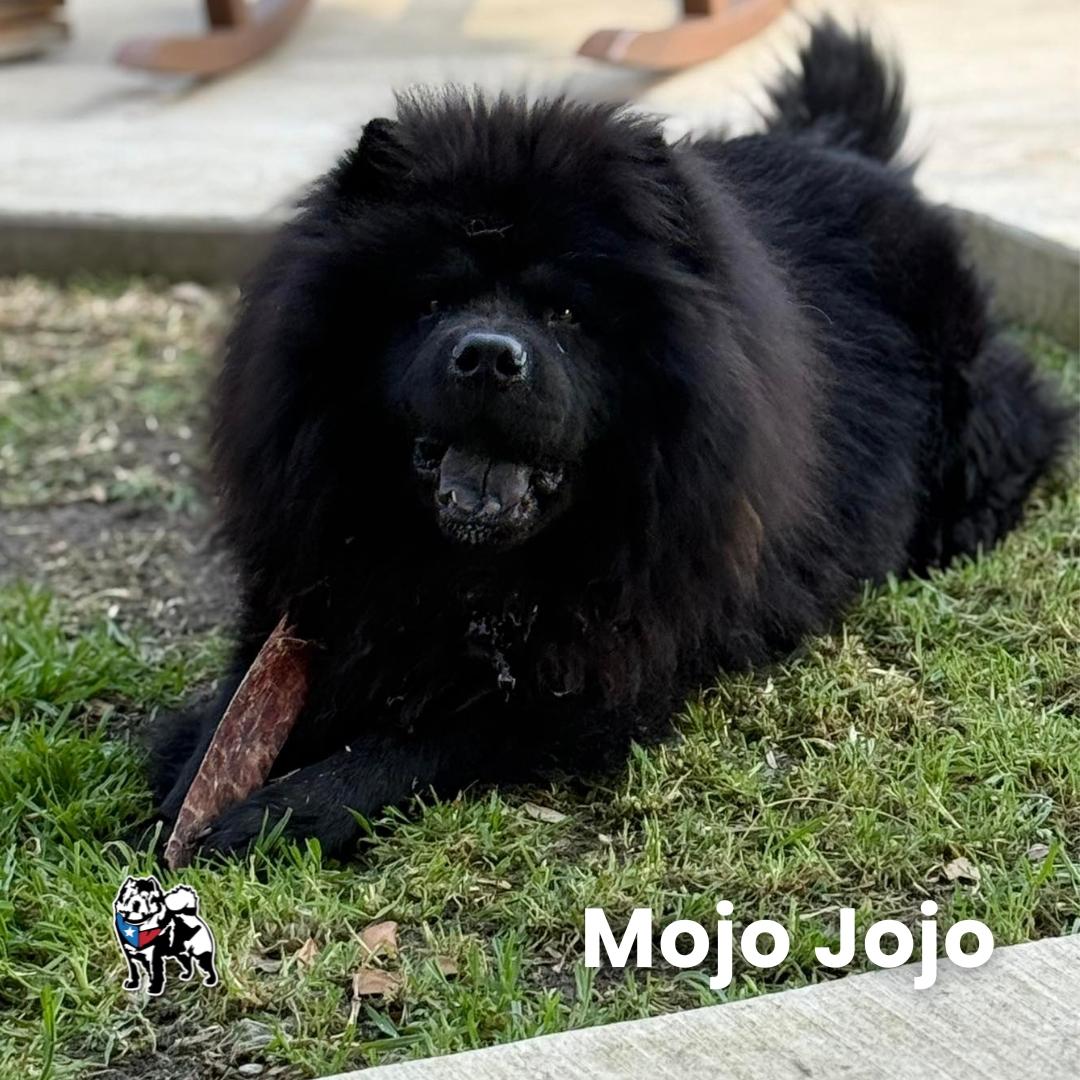 Mojo aka Mojo Jojo, a Adoptable Chow Chow in Houston, TX image 1/2