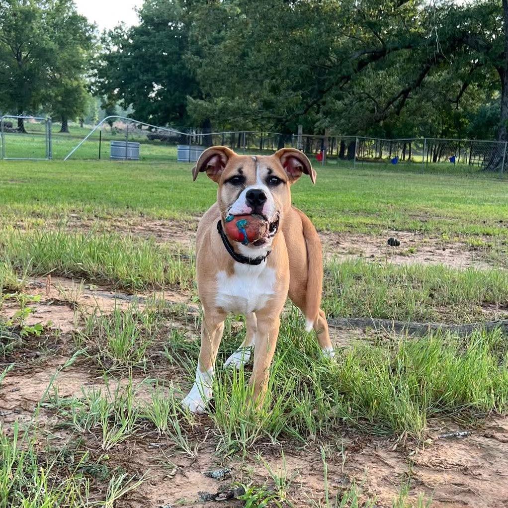 Levi, Adoptable, Young Male Boxer & Mixed Breed.