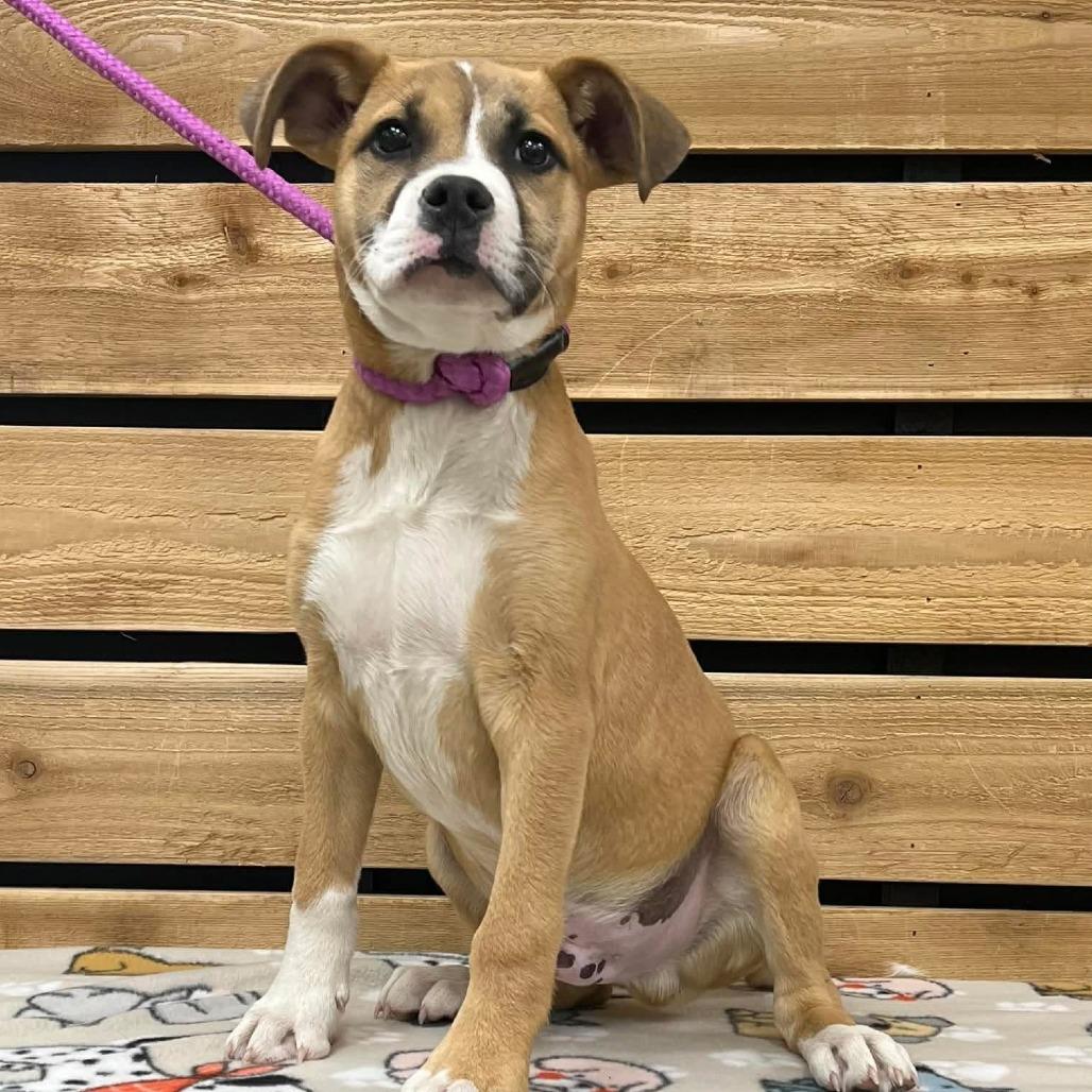 Enlarge Levi, a Adoptable mixed breed in Wadena, MN image 2/5