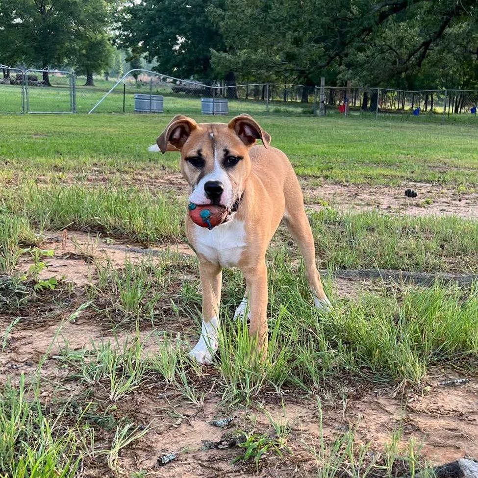 Enlarge Levi, a Adoptable mixed breed in Wadena, MN image 4/5