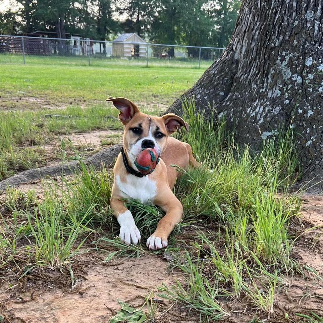 Enlarge Levi, a Adoptable mixed breed in Wadena, MN image 5/5