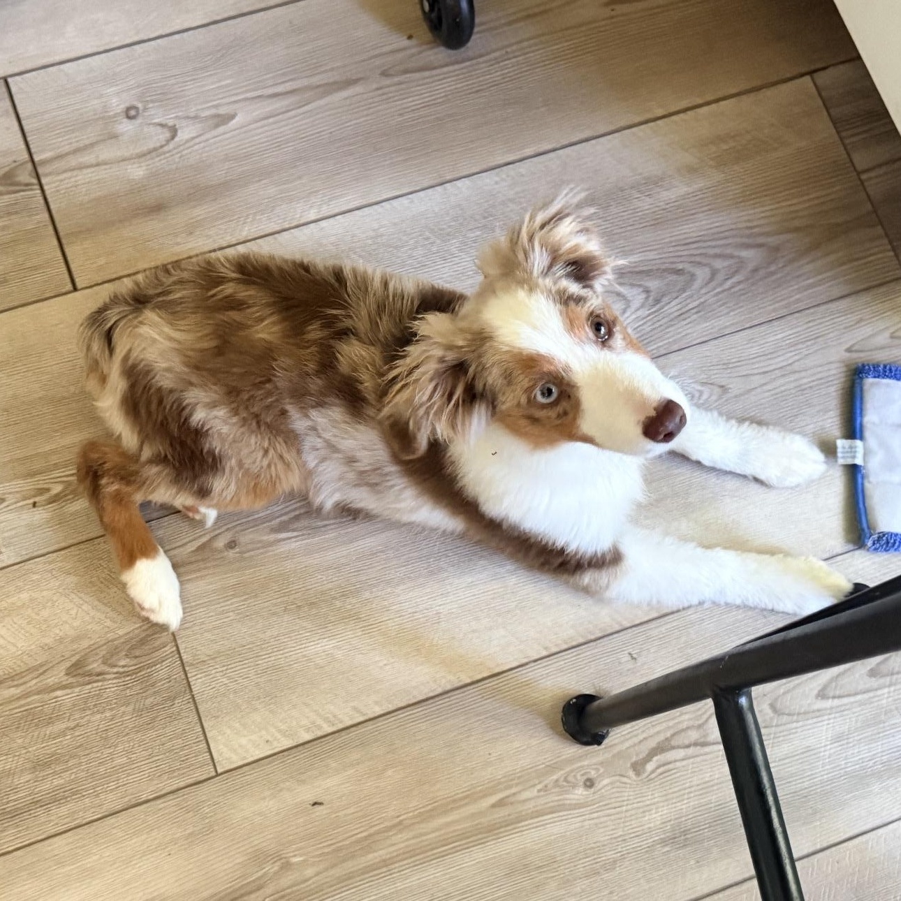 Enlarge Decker, a Adopted Australian Shepherd in Louisburg, KS image 2/5