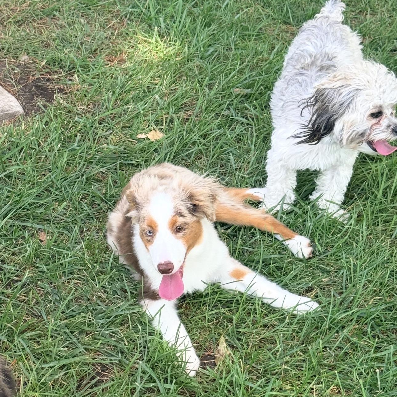 Enlarge Decker, a Adopted Australian Shepherd in Louisburg, KS image 5/5