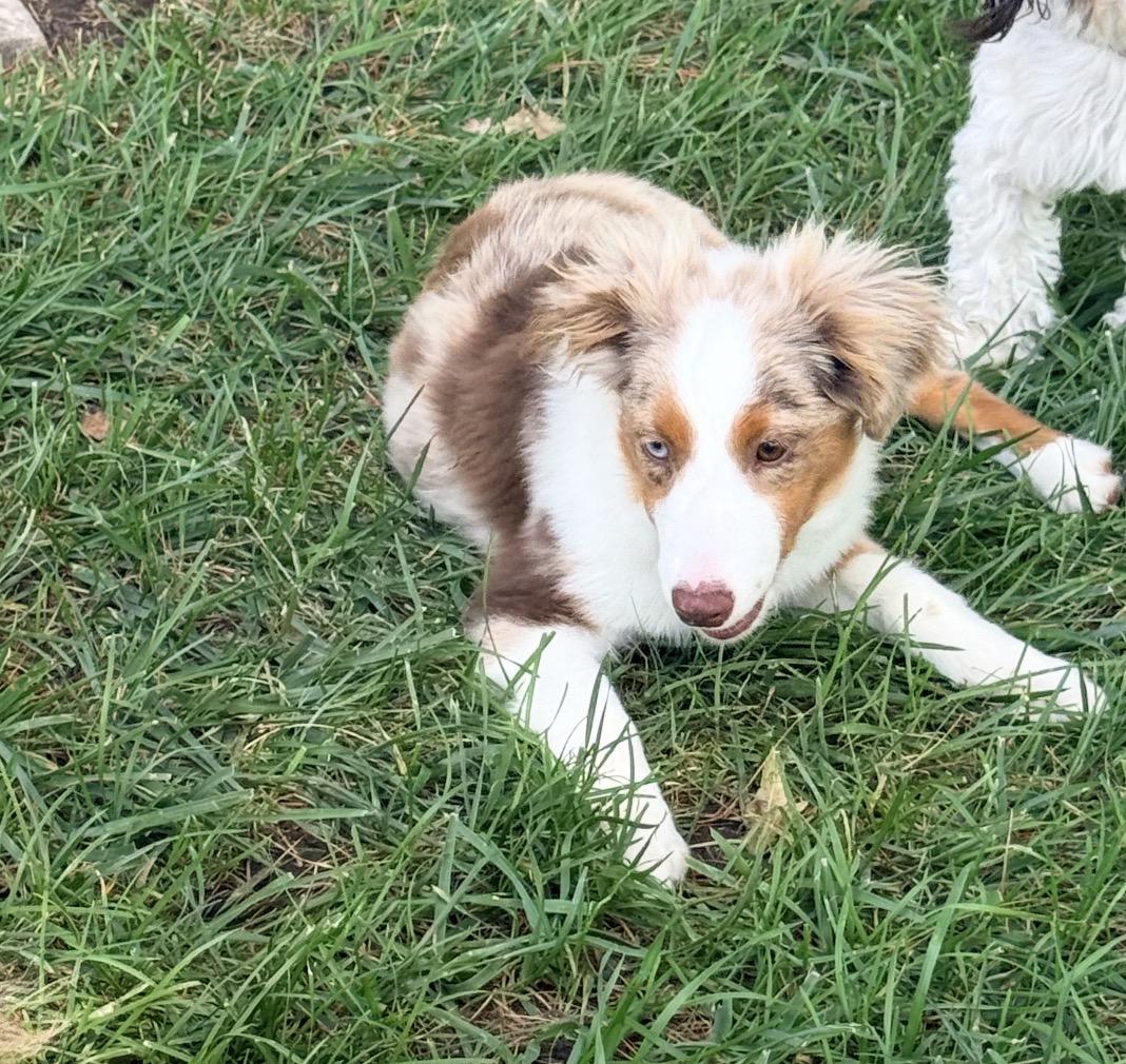 Enlarge Decker, a Adopted Australian Shepherd in Louisburg, KS image 3/5