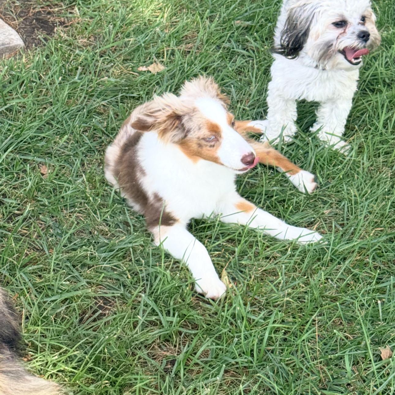 Enlarge Decker, a Adopted Australian Shepherd in Louisburg, KS image 4/5
