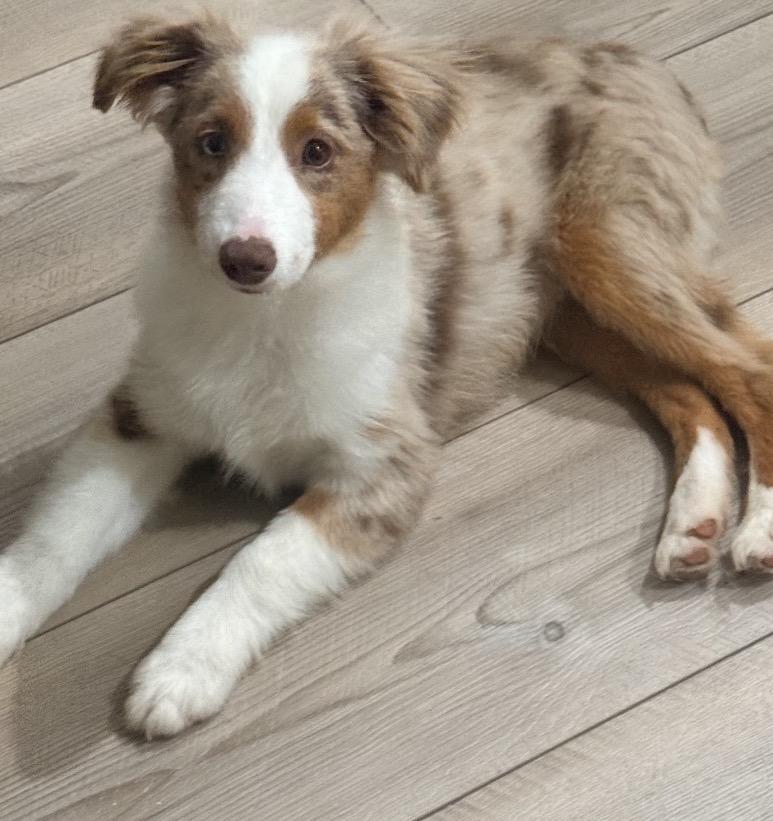 Enlarge Decker, a Adopted Australian Shepherd in Louisburg, KS image 1/5